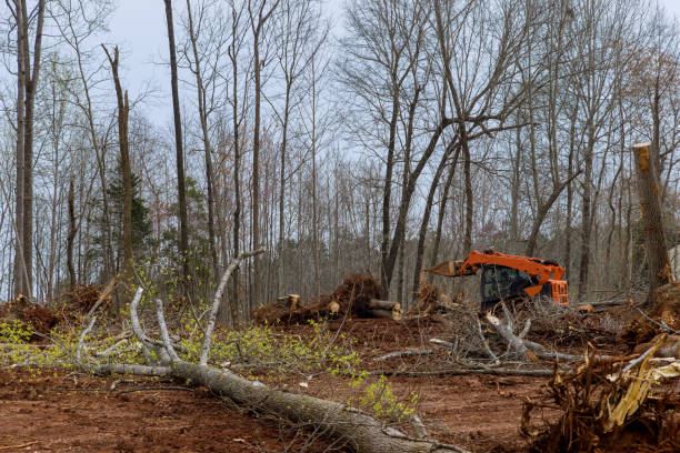 Best Tree Preservation Services  in Decherd, TN